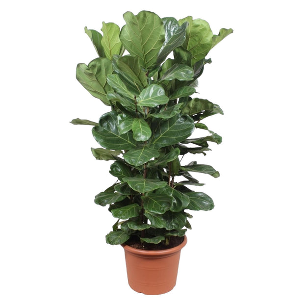Ficus Lyrata struik XL - 180 cm - ø45 - Florismoo Essentials & Mobility