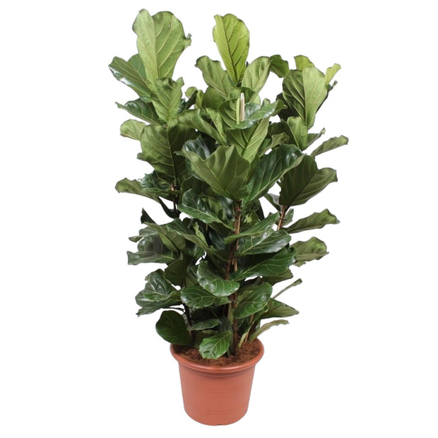 Ficus Lyrata struik XL - 200 cm - ø50 - Florismoo Essentials & Mobility