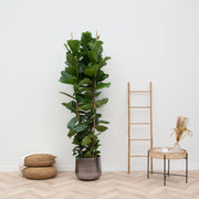 Ficus Lyrata struik XL - 230cm - ø40 - Florismoo Essentials & Mobility