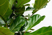 Ficus Lyrata struik XL - 230cm - ø40 - Florismoo Essentials & Mobility