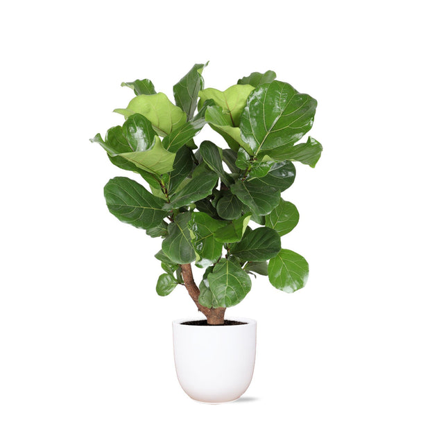 Ficus Lyrata (vertakt) Ø24cm ↕110cm in Boule WIT pot - Florismoo Essentials & Mobility