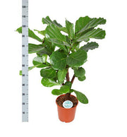 Ficus Lyrata (vertakt) Ø24cm ↕110cm in Boule WIT pot - Florismoo Essentials & Mobility