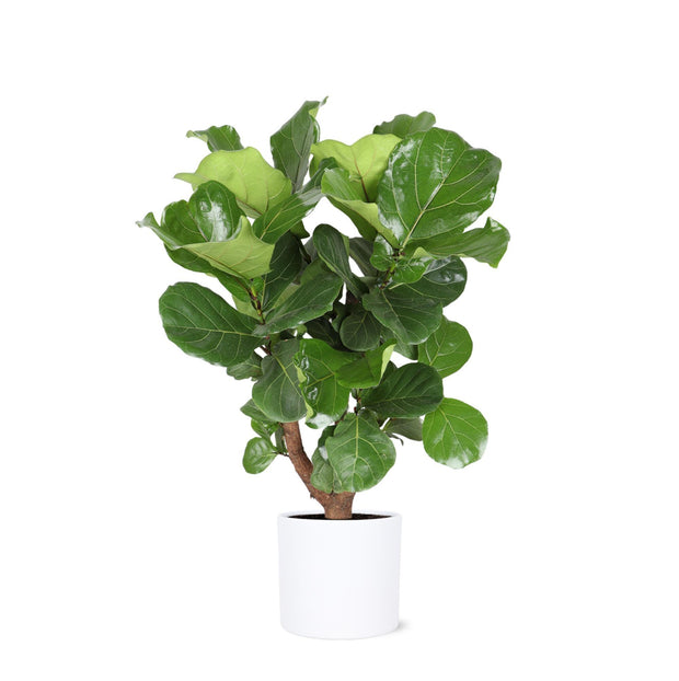 Ficus Lyrata (vertakt) Ø24cm ↕110cm in Era WIT pot - Florismoo Essentials & Mobility