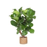 Ficus Lyrata (vertakt) Ø27cm ↕130cm in Albury NATURAL mand - Florismoo Essentials & Mobility