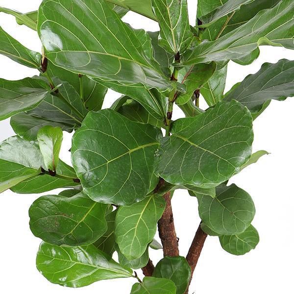 Ficus Lyrata (Vertakt) Ø27cm ↕130cm in Boule ANTRACIET pot - Florismoo Essentials & Mobility