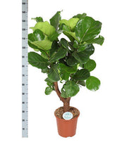 Ficus Lyrata (Vertakt) Ø27cm ↕130cm in Boule ANTRACIET pot - Florismoo Essentials & Mobility