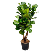 Ficus Lyrata vertakt XL - 200cm - ø32 - every - Florismoo