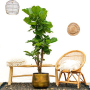 Ficus Lyrata vertakt XL - 200cm - ø32 - every - Florismoo