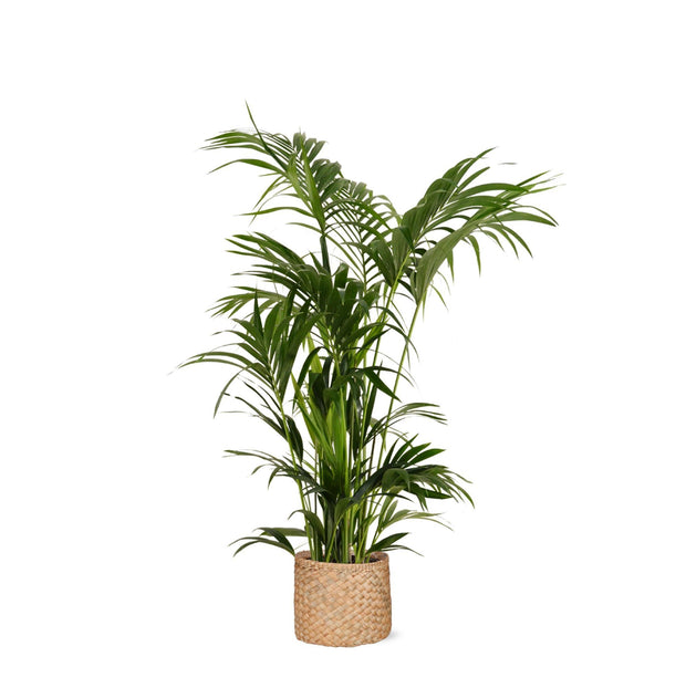Kentia Palm Ø27cm ↕160cm in Albury NATURAL mand - Florismoo Essentials & Mobility