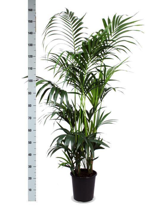 Kentia Palm Ø27cm ↕160cm in Albury NATURAL mand - Florismoo Essentials & Mobility