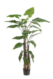 Kunstplant - Alocasia - Olifantsoor - 180 cm - Florismoo