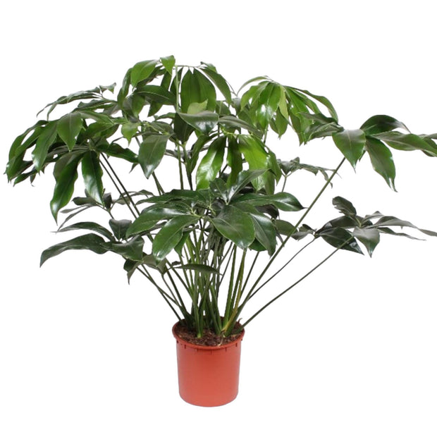 Philodendron Green Wonder - 140 cm - ø34 - Florismoo Essentials & Mobility
