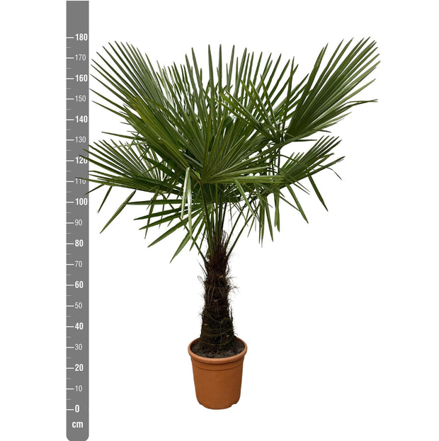 Trachycarpus - 180cm- Ø30 - every - Florismoo