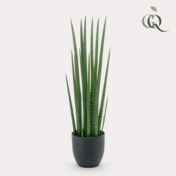 Kunstplant - Sanseveria Cylindrica - Vrouwentong - 70 cm