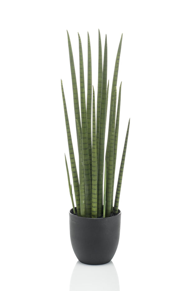 Kunstplant - Sanseveria Cylindrica - Vrouwentong - 70 cm