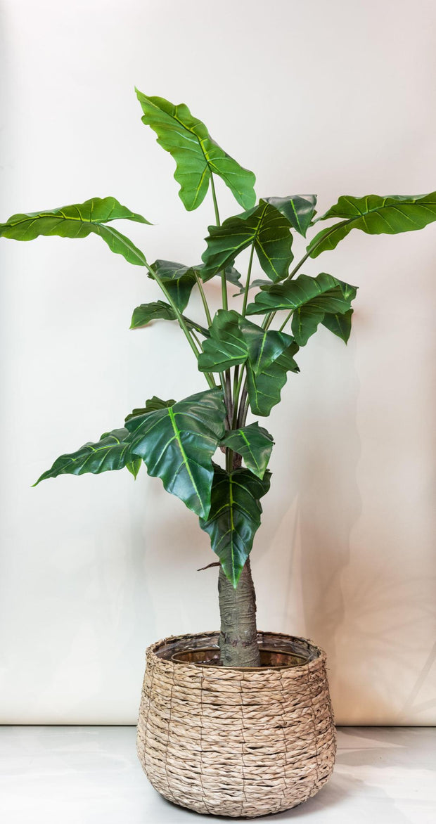Kunstplant - Alocasia - Olifantsoor - 150 cm