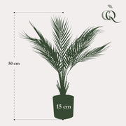 Kunstplant - Chamaedorea - Bergpalm - 50 cm