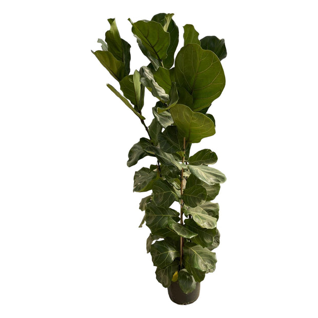 Ficus Lyrata struik - 180 cm - Ø30 - every