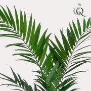 Kunstplant - Kentia -Kentiapalm - 150cm