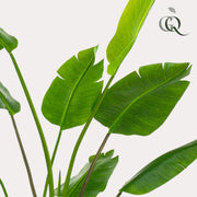 Kunstplant - Strelitzia Nicolai - Paradijsvogelbloem - 180 cm