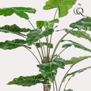 Kunstplant - Alocasia - Olifantsoor - 180 cm