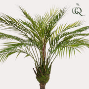 Kunstplant - Chamaedorea - Bergpalm - 85 cm