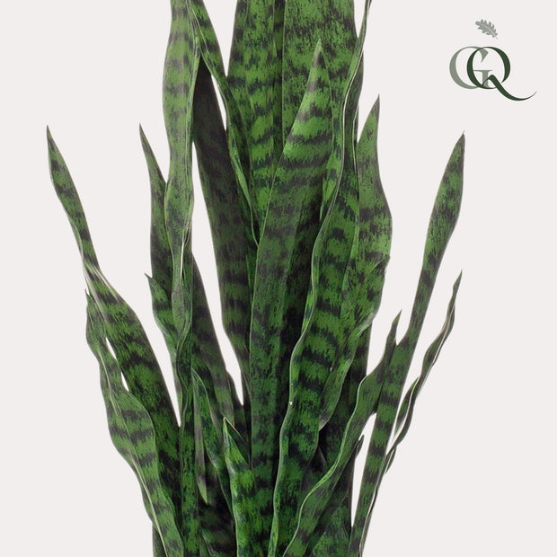 Kunstplant - Sanseveria black coral - Vrouwentong - 97 cm