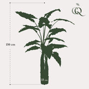 Kunstplant - Alocasia - Olifantsoor - 150 cm