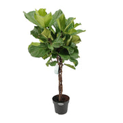Ficus Lyrata - Ø24cm - ↕100cm - meer