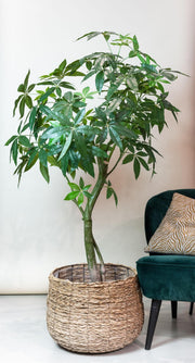 Kunstplant - Pachira Aquatica - Geldboom - 150 cm