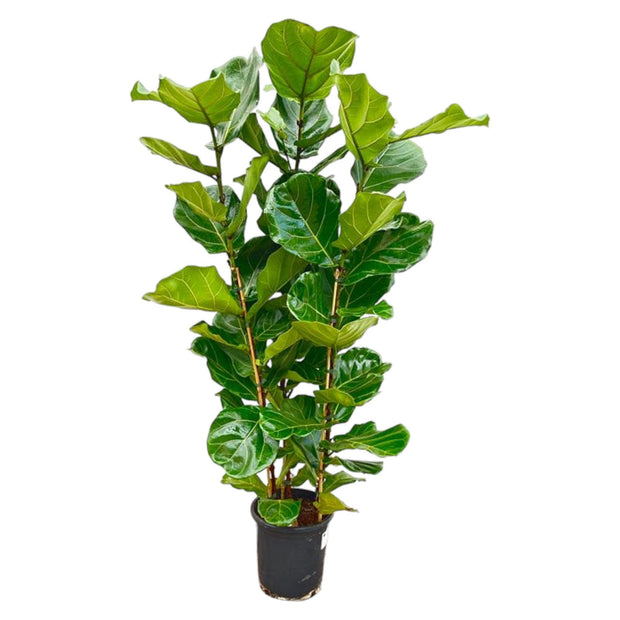 Ficus Lyrata struik - 160 cm - Ø30 - every