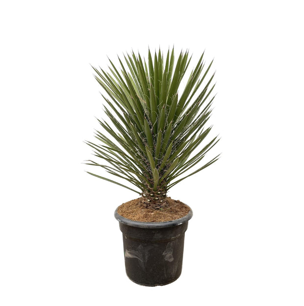 Yucca Filifera Australis - 100cm - ø30 - every - Florismoo